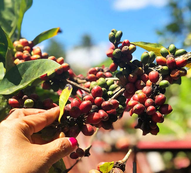 https://philcoffeeboard.com/wp-content/uploads/2023/11/coffee-farm-tour.jpg