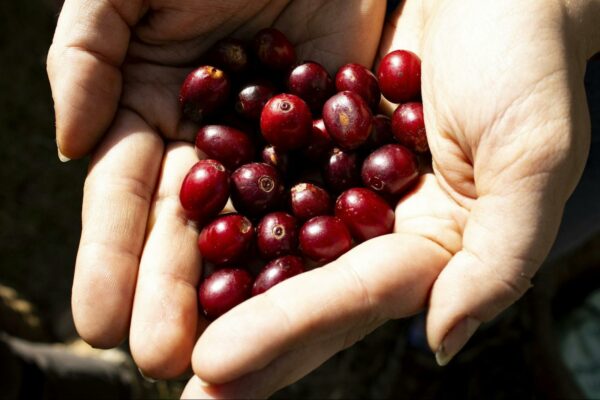 hand cupping red coffee cherries