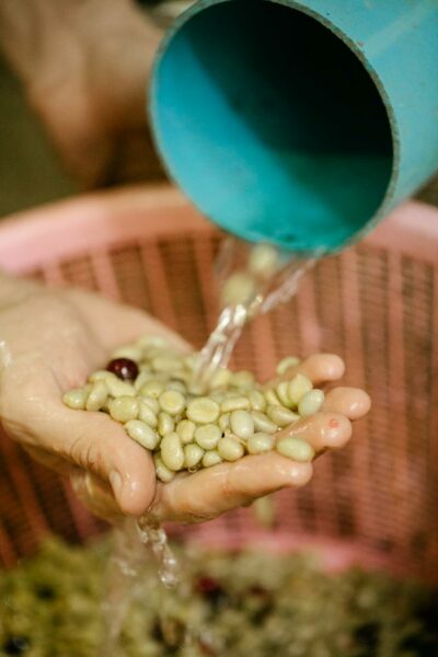 person washing green coffee beans