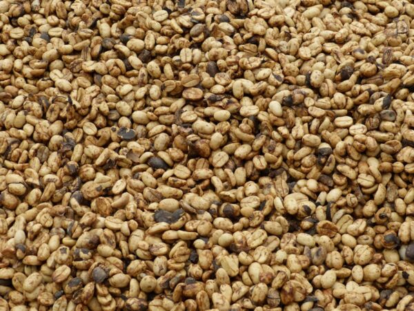 close-up of honey-processed coffee beans