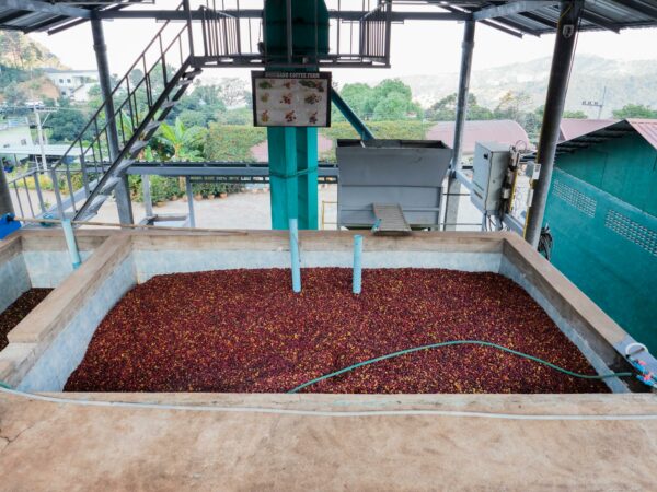  coffee cherries being processed in a tub